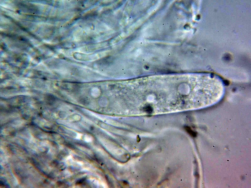 Cryptovalsa protracta 10 - Asca 1